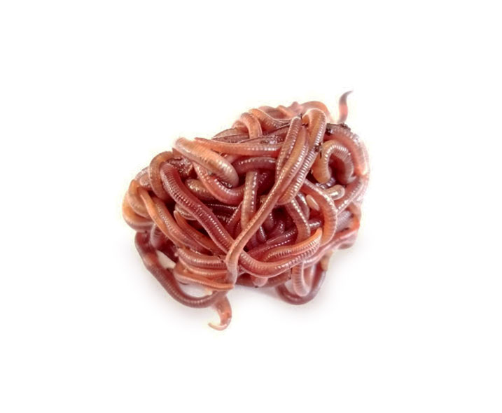 download red wigglers for sale